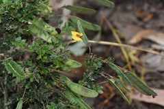 Bossiaea buxifolia