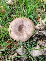 Lactarius circellatus