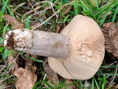 Lactarius circellatus