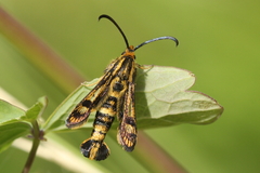Chamaesphecia empiformis