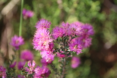 Melaleuca seriata
