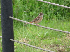 Emberiza cioides