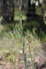 Calochilus robertsonii
