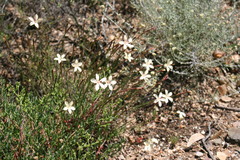 Dianthus caespitosus