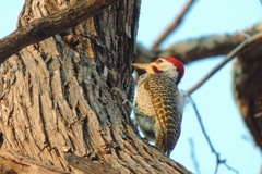 Campethera bennettii