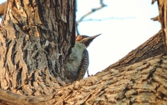 Campethera bennettii