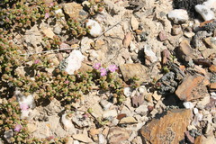 Drosanthemum capillare