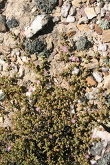 Drosanthemum capillare