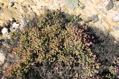 Drosanthemum capillare