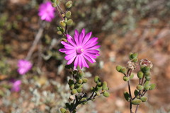 Drosanthemum globosum