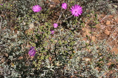 Drosanthemum globosum