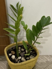 Zamioculcas