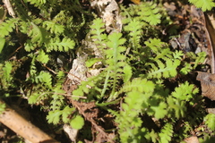 Leptinella tenella