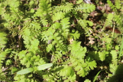 Leptinella tenella