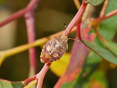 Anischys luteovarius