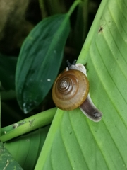 Quantula striata
