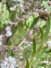 Agonis flexuosa