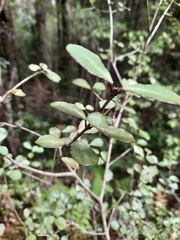 Neomyrtus pedunculata