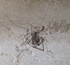 Pholcus phalangioides