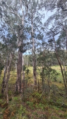 Eucalyptus badjensis