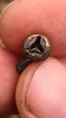 Eucalyptus badjensis