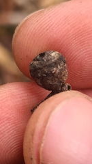 Eucalyptus badjensis