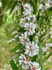 Agonis flexuosa