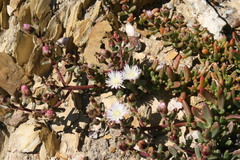 Mesembryanthemum longistylum