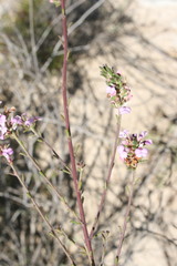 Muraltia dispersa