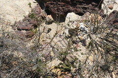 Muraltia dispersa