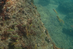 Parupeneus biaculeatus