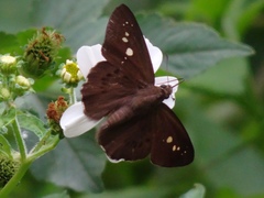 Seseria formosana