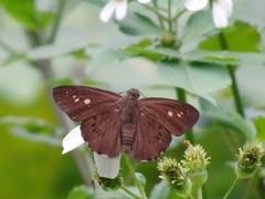 Seseria formosana