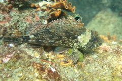 Sebastiscus marmoratus