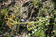 Osteospermum corymbosum