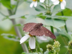 Seseria formosana