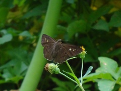 Seseria formosana