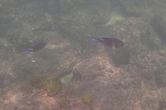 Chromis notata