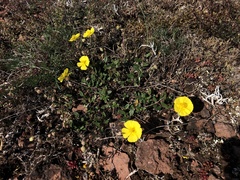 Helianthemum oelandicum