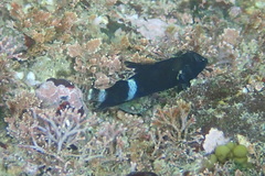 Enneapterygius etheostoma