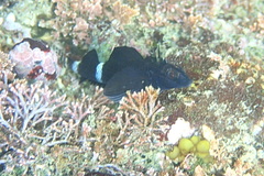 Enneapterygius etheostoma