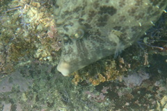 Stephanolepis cirrhifer