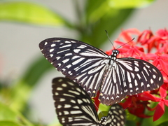 Papilio clytia clytia
