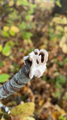 Auricularia mesenterica