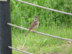Emberiza cioides