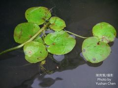 Hydrocharis dubia