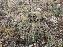 Artemisia rupestris