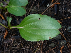 Echinacea laevigata