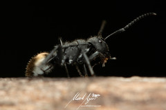 Polyrhachis erato