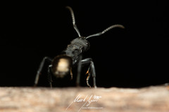 Polyrhachis erato